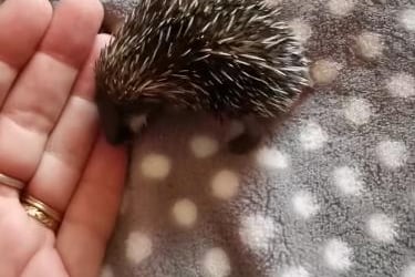 A tiny, week old female hedgehog, the only survivor of from nest of four, which had sadly been disturbed, causing the mother hedgehog to abandon the baby hoglets.