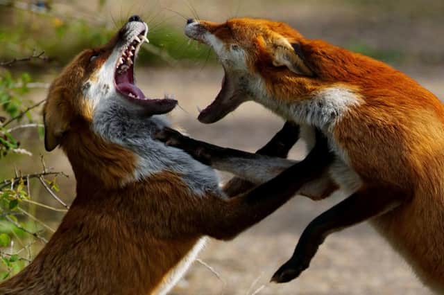 Hoghly commended - Red foxes fight in Pitsea, Essex.  The competition also announced 24 stunning 'Highly Commended' photos - including a striking shot of two foxes in the midst of a fierce brawl in Pitsea, Essex, their teeth bared as they snapped and clawed at one another.