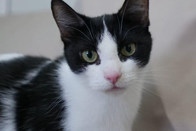 Meet our lovely Olivia. The pretty five year old domestic shirt hair has been in RSPCA care for 12 months due to legal reasons. Originally from a multi-cat household of over 25 cats, Olivia has never been in a normal pet home or been exposed to everyday household objects such as washing machines, televisions and the normal hustle and bustle of everyday life. For this reason, she needs an experienced cat owner. Olivia has a beautiful sweet nature and adores company, she is very affectionate and enjoys a cuddle. Olivia is playful and inquisitive but will still need extra time to settle into her new home, with another cat in the household.
If you are looking for two cats, Olivia came in with Cupid and they can be rehomed together. She may live with cats and dogs, and primary school age children. To give her a home visit:https://rspca-radcliffe.org.uk/animal/olivia/