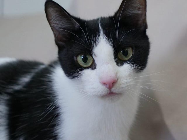 Meet our lovely Olivia. The pretty five year old domestic shirt hair has been in RSPCA care for 12 months due to legal reasons. Originally from a multi-cat household of over 25 cats, Olivia has never been in a normal pet home or been exposed to everyday household objects such as washing machines, televisions and the normal hustle and bustle of everyday life. For this reason, she needs an experienced cat owner. Olivia has a beautiful sweet nature and adores company, she is very affectionate and enjoys a cuddle. Olivia is playful and inquisitive but will still need extra time to settle into her new home, with another cat in the household.
If you are looking for two cats, Olivia came in with Cupid and they can be rehomed together. She may live with cats and dogs, and primary school age children. To give her a home visit:https://rspca-radcliffe.org.uk/animal/olivia/