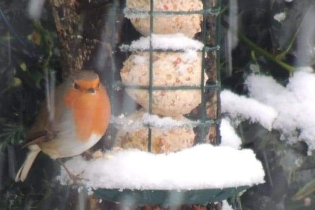 Sarah Blackham spotted this little robin ontop of a snow covered bird feeder.