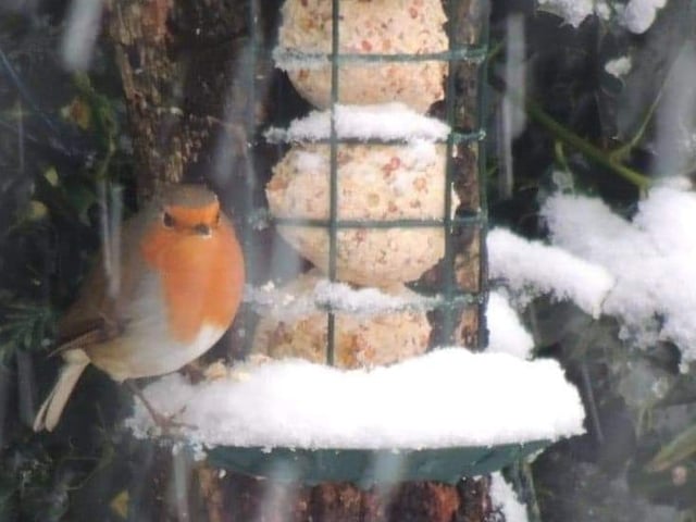 Sarah Blackham spotted this little robin ontop of a snow covered bird feeder.