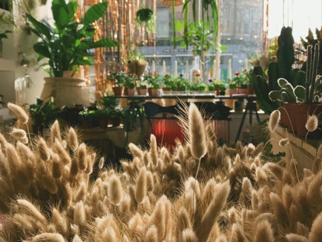 This large shop is filled to the brim with blooming houseplants of every variety and has unsurprisingly gone down a storm with locals in Marchmont. Its affordable plants have offered many a student in the area the chance to brighten up crumbling tenement flats with hanging jungle cacti, aesthetic ferns and small succulents.
17 Roseneath St, Edinburgh EH9 1JH