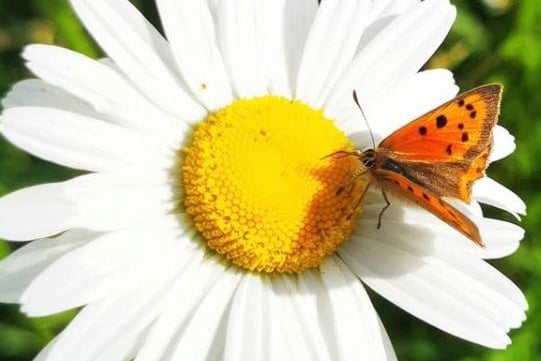 A wonderful shot of a butterfly landing on a daisy from @oliviaclare_photography