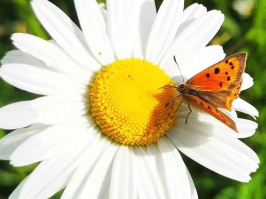 A wonderful shot of a butterfly landing on a daisy from @oliviaclare_photography