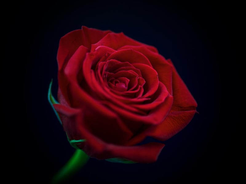 A dark red rose is a perfect match for a Scorpio, as this flower complements their passionate side and appeals to their mysterious side.