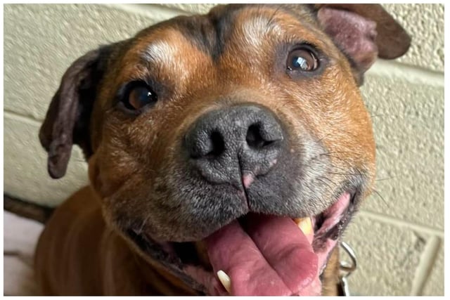 Teddy is an unhappy little dog in kennels.
Helping Yorkshire Poundies said he "doesn't know" what he has done to "have ended up abandoned, alone and unwanted in a kennel at nearly 11 years young"