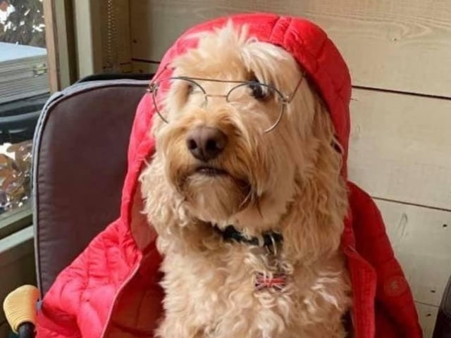 Pets have been happy in 2020 as so many people are working from home. Shared by Lisa Bingley.