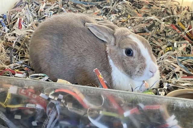 Chloe is an independent, strong-willed rabbit who generally likes her own space.