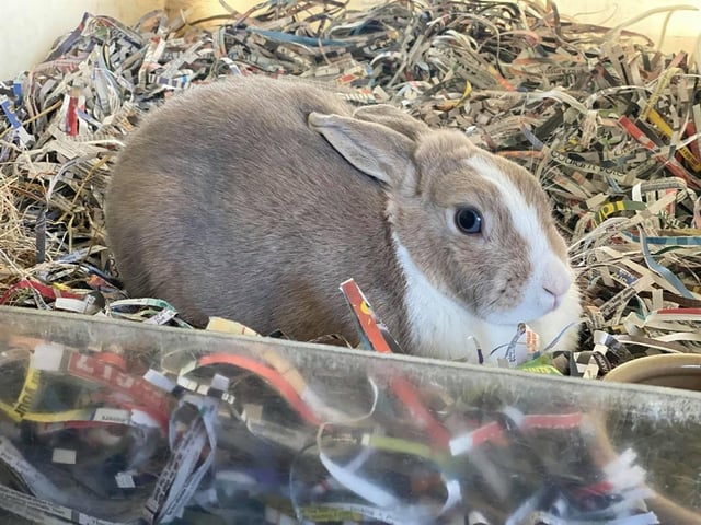 Chloe is an independent, strong-willed rabbit who generally likes her own space.
