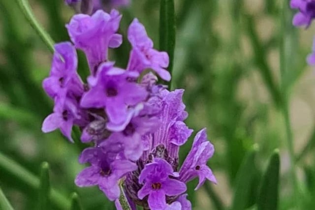 A lavender plant in Joanne's garden.
