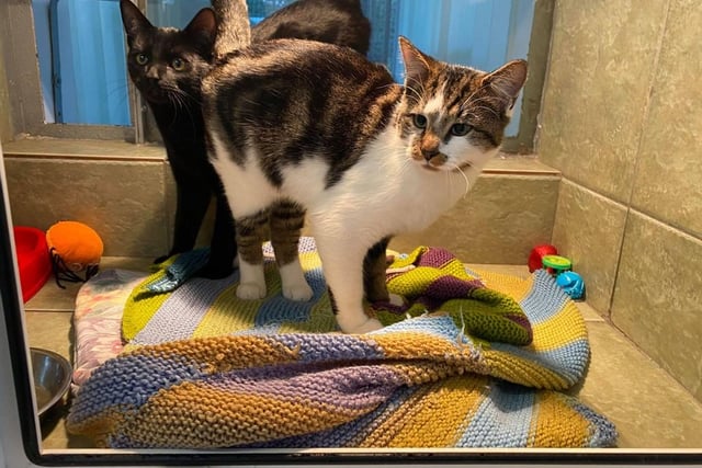 Phil and Nova are a sweet,  affectionate pair who can be a little timid at first meeting. They are a bonded pair so would need to be rehomed together.