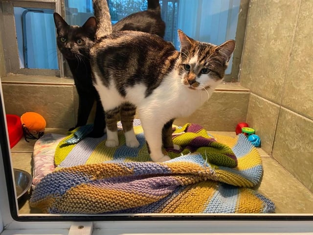 Phil and Nova are a sweet, affectionate pair who can be a little timid at first meeting. They are a bonded pair so would need to be rehomed together.