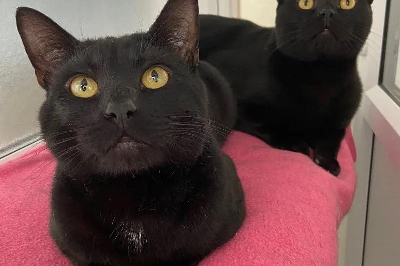 Brothers Jarri-matti and Sylvester are one-year-old Domestic Short Hairs who love to play together. They would suit a family that is just as playful and adventurous as they are, preferably with cat savvy kids.