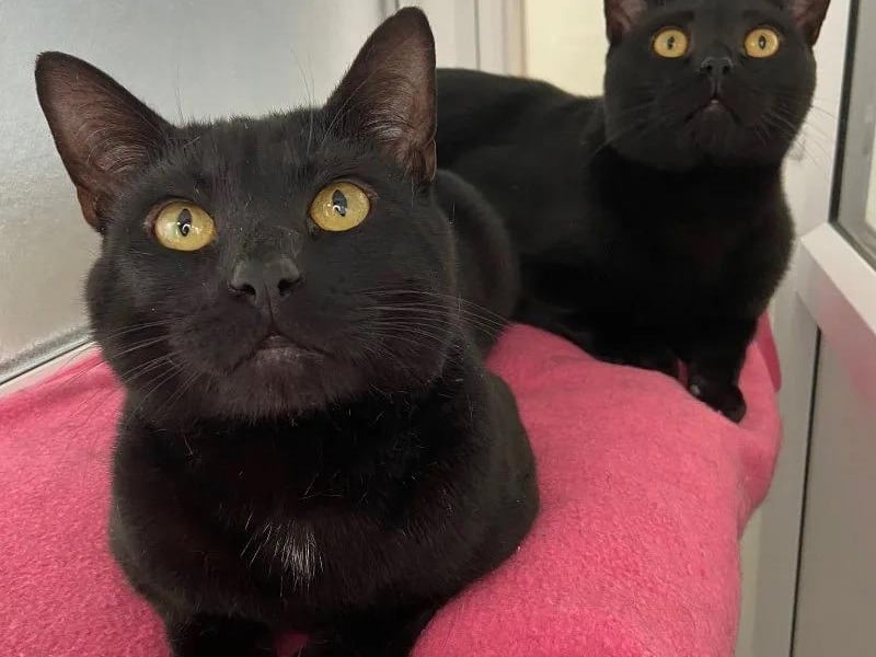 Brothers Jarri-matti and Sylvester are one-year-old Domestic Short Hairs who love to play together. They would suit a family that is just as playful and adventurous as they are, preferably with cat savvy kids.