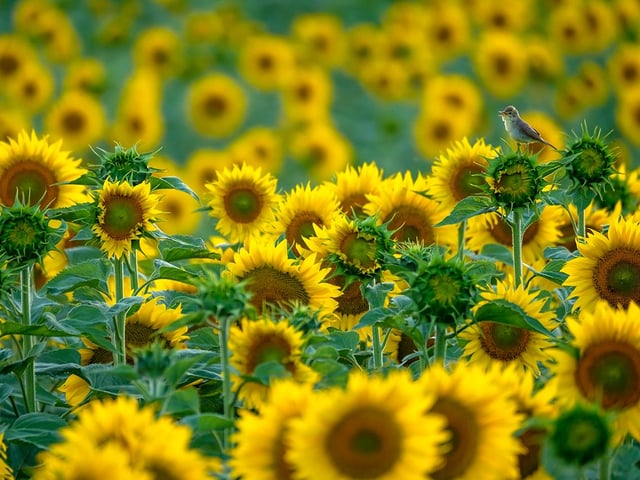 Andrés Luis Dominguez Blanco (Spain) enjoys the splendour of the sunflowers and a melodious warbler singing its heart out. As light faded at the end of a warm May afternoon, Andrés’s attention was drawn to a warbler flitting from flower to flower. From his hide in his father’s car, Andrés photographed the singer, ‘the king of its territory’. Melodious warblers are one of more than 400 species of songbird known as Old World warblers, which each have a distinctive song. The song of a melodious warbler is a pleasant babbling and without the mimicked sounds that other warblers sometimes make.