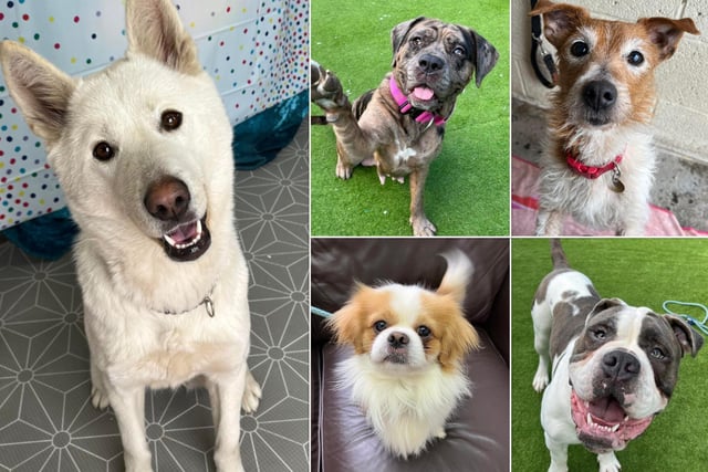 There are more than a dozen dogs currently being cared for by Helping Yorkshire Poundies.