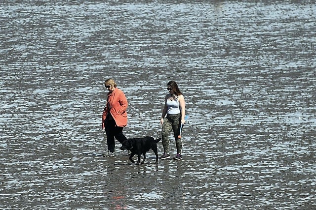 A dog and its walkers cool down in the water at Silverknowes.
