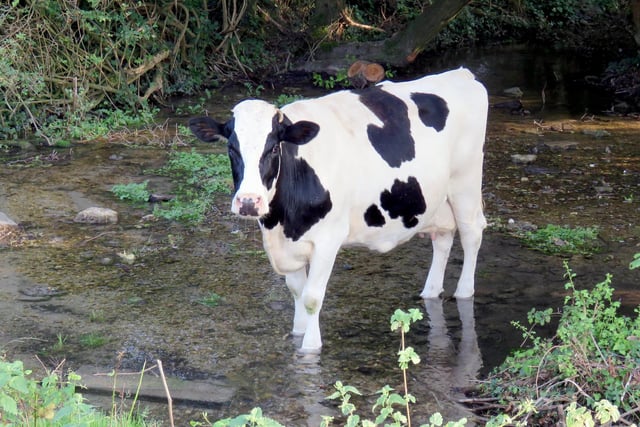 A cow enjoys drinking and walking in the river at Warblington in 2016.
