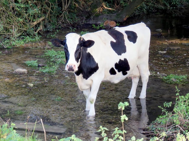 A cow enjoys drinking and walking in the river at Warblington in 2016.