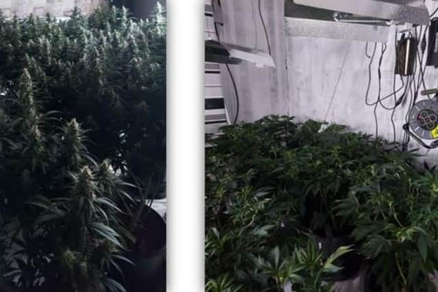 Police officers discovered a cannabis farm on City Road, Sheffield