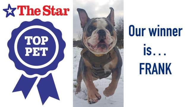 Top Pet Winner 2021 - Frank the Old Tyme English Bulldog