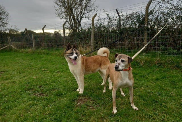 Angel and Roxy are a pair of sweethearts who have always had each other, therefore they are looking for a home who has space for the both of them to relax and put their paws up for the rest of their days.