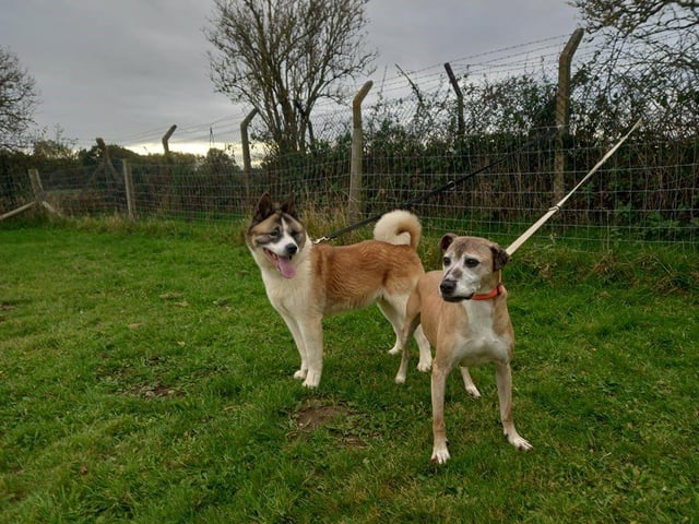 Angel and Roxy are a pair of sweethearts who have always had each other, therefore they are looking for a home who has space for the both of them to relax and put their paws up for the rest of their days.
