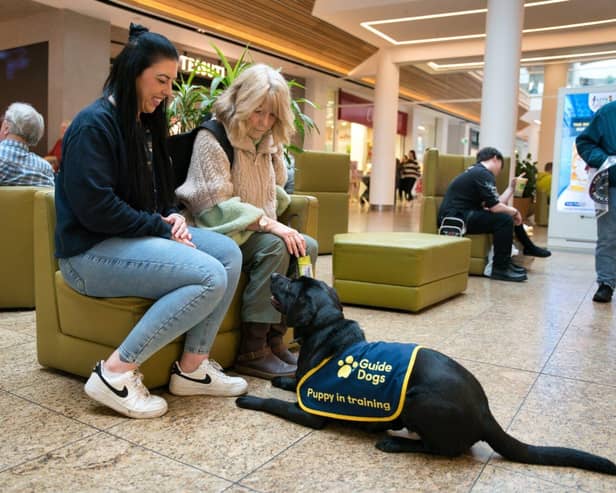 Guide dog puppy Phoebe learning settling at Meadowhall