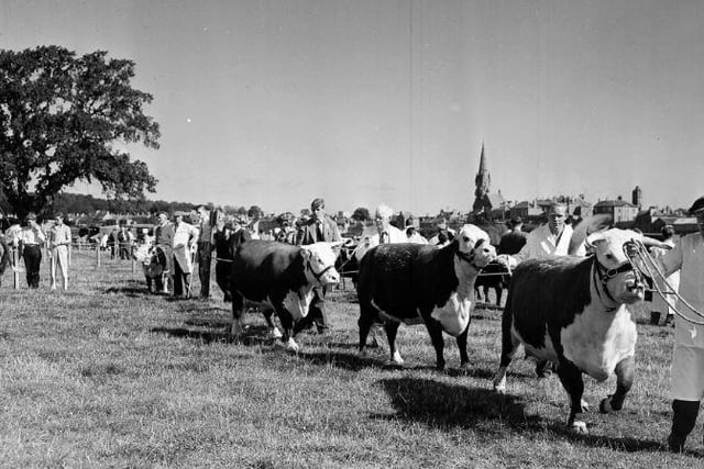 Kelso Border Union Show in 1963 - Hereford judging ring.