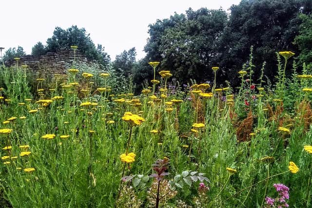 Wildflowers near Sheffield Manor
