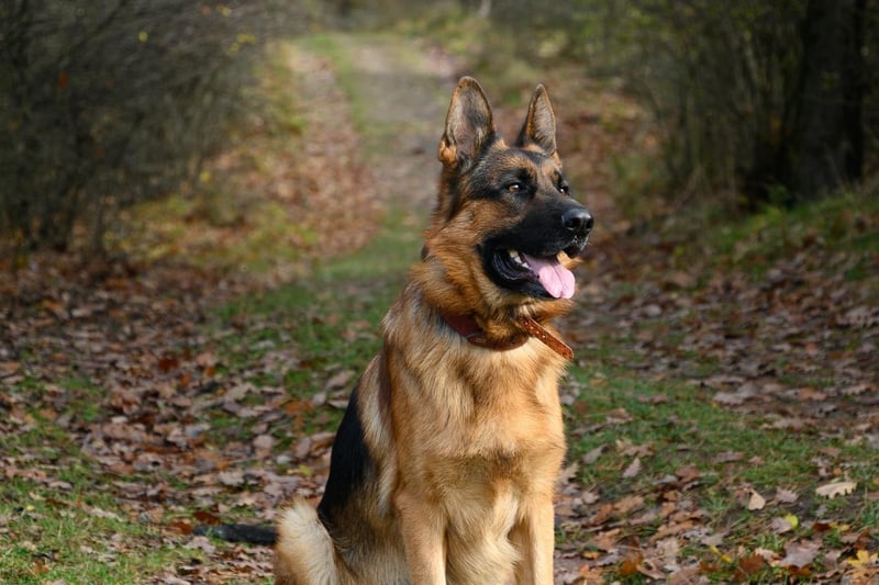 German Shepherds - also known as an Alsatians - are highly intelligent and like lots of exercise. Their median lifespan is 11.3 years.