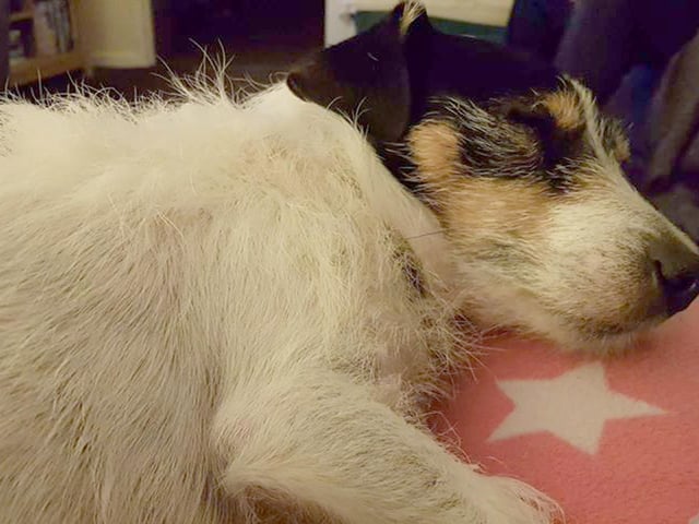 Tina Helme, from Gosport, sent in this picture of her dog, Jack Serendipity, who she said has adapted remarkably well to only one walk a day.