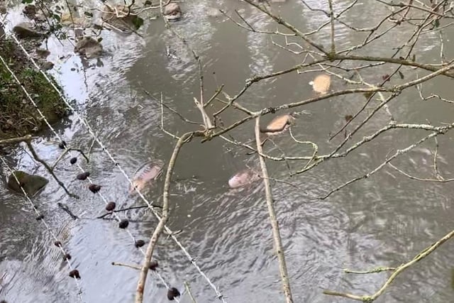 Hundreds of carp and fish are believed to have died as a result of the incident.