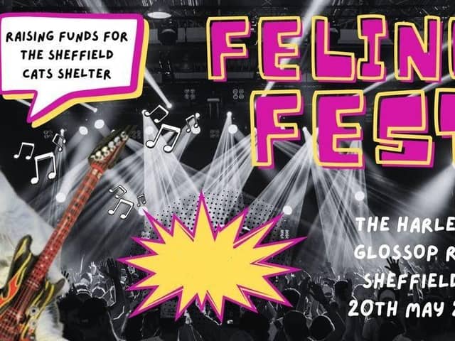 Feline Fest is raising funds for The Sheffield Cats Shelter at The Harley this weekend