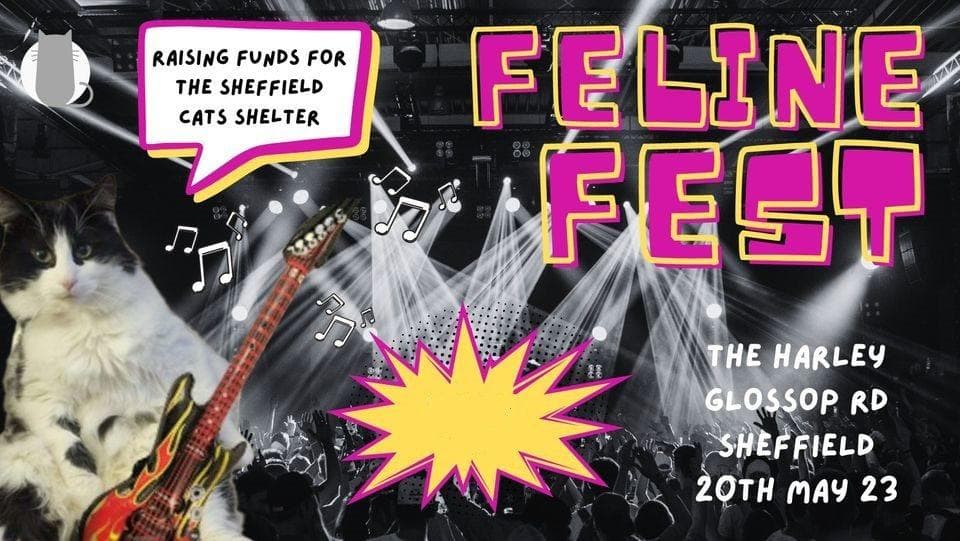 A mew-nique music festival comes to Sheffield