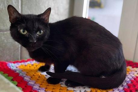 Nora is a funny little lady who has heaps of personality. She may be small and petite but her sweet and loving nature makes up for it. She can be a little shy upon first meeting her but she soon comes around.