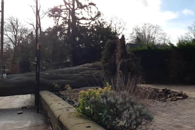 Endcliffe Vale Road, where a man was seriously injured when a tree came down as Storm Otto's winds lashed Sheffield today. PIcture shows the uprooted tree's roots
