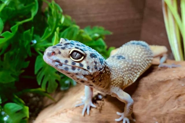 Emma Swinton's Leopard Gecko, named Pedro. Emma says: "I have quite a collection of Exotics! I have 12 snakes, 6 geckos and a tarantula!"
