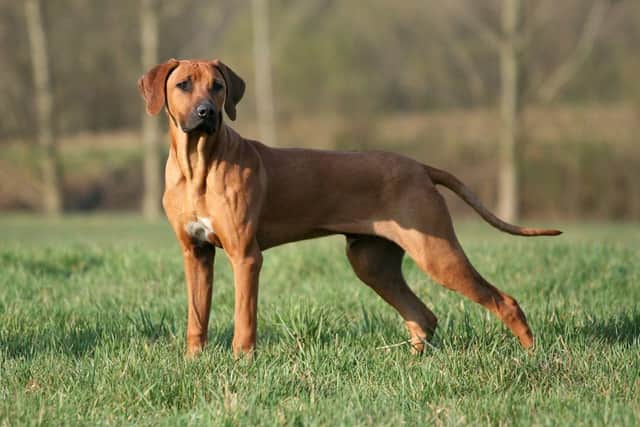 Stock picture of a Rhodesian Ridgeback, the same breed as one of the dogs, named Cali, that has been ordered destroyed after the attack on a woman in Sheffield along with another dog that led to the victim needing surgery.