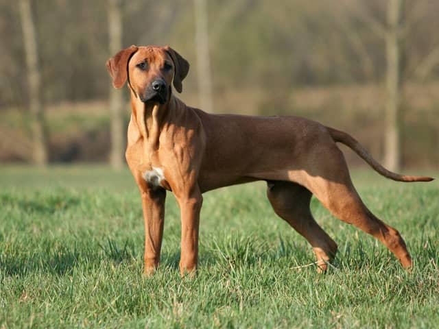 Stock picture of a Rhodesian Ridgeback, the same breed as one of the dogs, named Cali, that has been ordered destroyed after the attack on a woman in Sheffield along with another dog that led to the victim needing surgery.