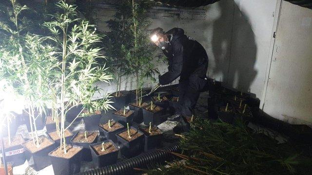 Cannabis plants worth £1.2 million were found at a sophisticated underground farm at a disused Sheffield social club
The building used to be The Green Social Club but was a community centre and a gym when police found the underground den. Plants were found in cellars and there were tunnels leading to the growing rooms.