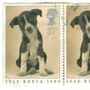The RSPCA anniversary stamp with the adorable puppy