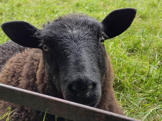 A Hebridean sheep at Graves Park by Catherine Langan