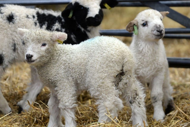 Lambing can be a stressful time for farmers, as lambs can be born at any time during the day or night.