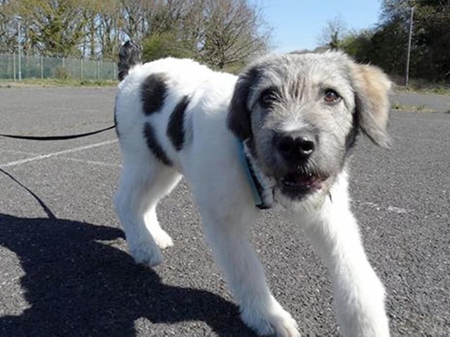 Carly Bacon, from Gosport, sent in this picture of her dog Freddie during a walk.