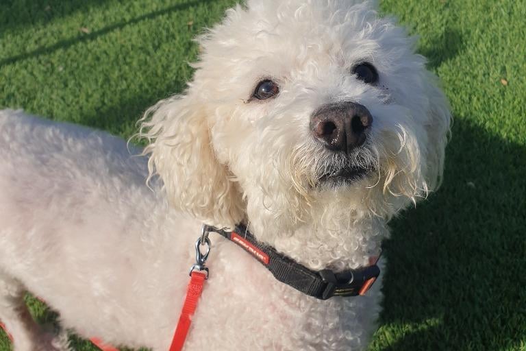 Breed Bichon Frise
Sex Male
Age 10 years 4 months.
Toby is a complicated little chap who will need a very understanding new family. His new home will ideally have a large garden space where Toby can potter - he has on going medical issues for which he will need ongoing treatment. His new owners should have experience with dogs and will need to visit the Sanctuary several times to build a good relationship with him. Toby should have his own space in the house where he can be left to sleep and eat - he should live with adults only (maximum 2) and must be the only pet in the home. Toby is very affectionate on his terms! but certainly not a lap dog. He has had a very sheltered life so it does take some time to gain his trust. Please email info@thornberryanimalsanctuary.org to request an enquiry form.