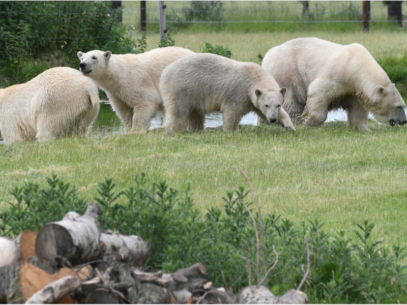 The number of bears has doubled from four to eight.