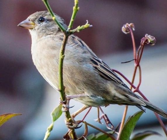 What a sweet little bird in a tree captured by @rasphotography2020