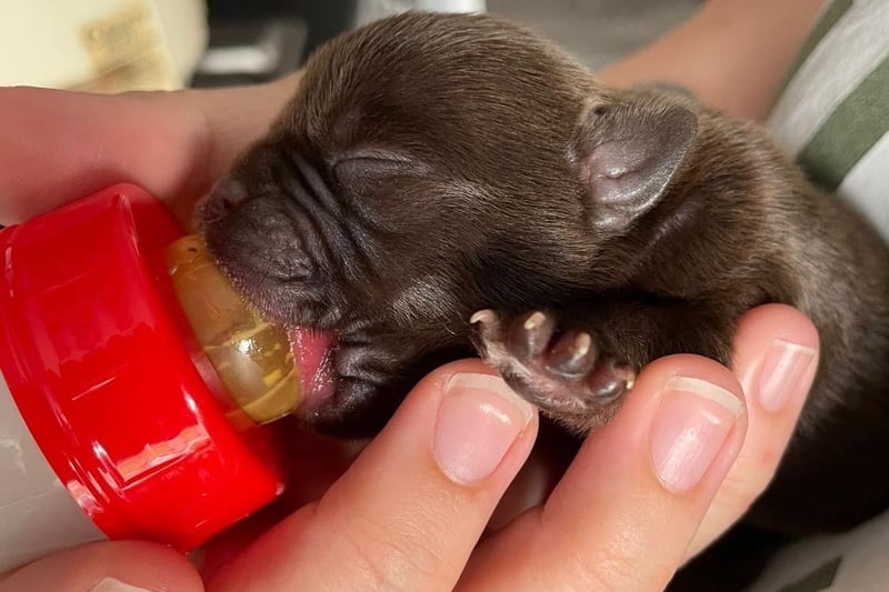 The litter of five newborn pups - French-bulldog and Shih tzu types - were found by a passerby walking through Beeley Woods, near Middlewood. They were left in a container and shockingly still had their umbilical cords attached. It was determined they could only have been a few hours old and were likely left out to die.